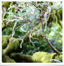 Oregon Coast - Tranquil